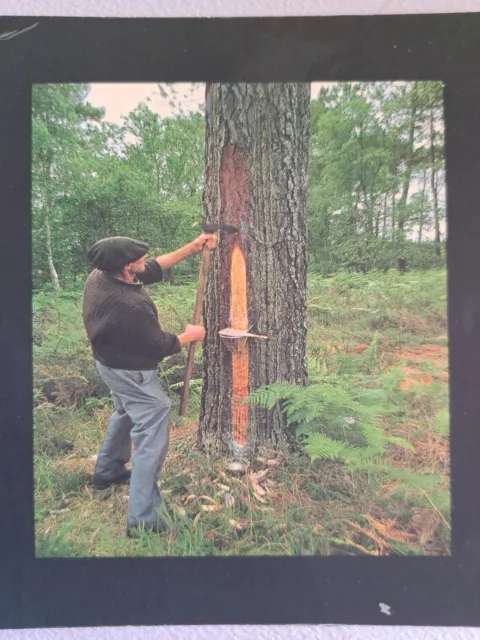 CPM  métier Forestier Le Résinier