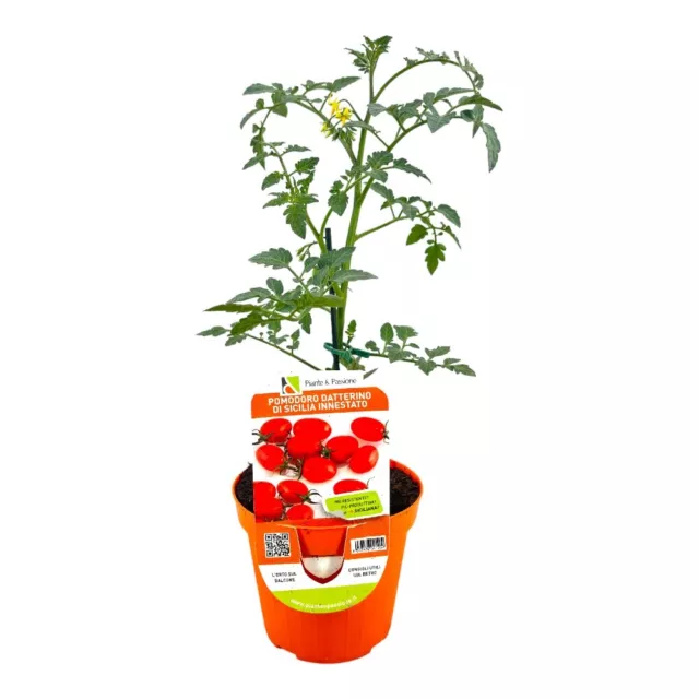 Pianta di POMODORO DATTERINO rosso RAMPICANTE pomodori in VASO 14 CM innestati