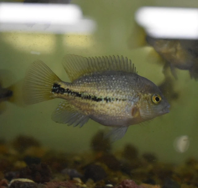 Live Vieja Bifasciatus Cichlid (2" Rare Young Aquarium Fish) PLS READ DESC