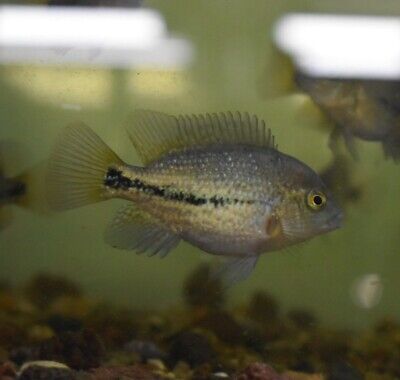 Live Vieja Bifasciatus Cichlid (2.5" Rare Juvenile Aquarium Fish) PLS READ DESC