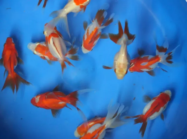 Live Red and White Ryukins sm.Goldfish for fish tank, koi pond or aquarium