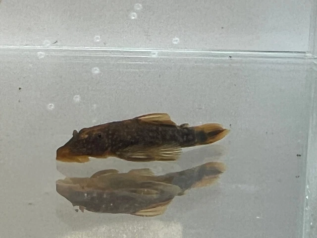 calico pleco supe red bristlenose 1 and 1/2 to 2 inch usa bred