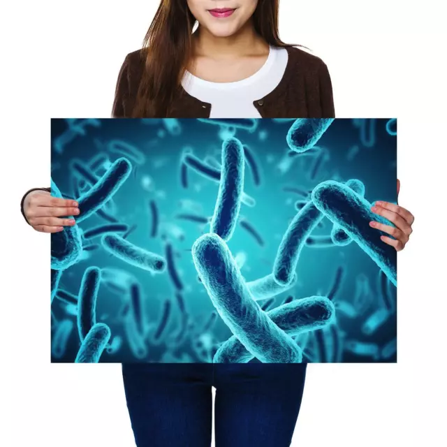 A2 | Bacteria Germ Biology Science - Size A2 Poster Print Photo Art Gift #3071