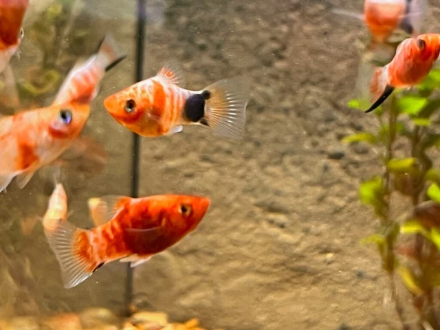 Tiger Platy - 1"