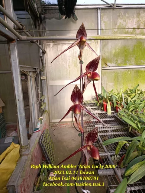 QOB Orchid Multiflorous Paphiopedilum William Ambler POT125mm LS400mm 6YO