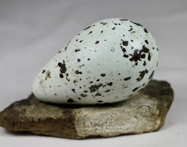 Guillemot, egg,  Thin billed murreIceland, taxidermy, nature, real