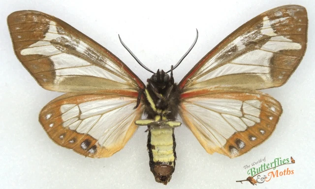 DYSSCHEMA MARIAMNE SUPERBE Mâle Moth Ensemble x1 Un Entomologie