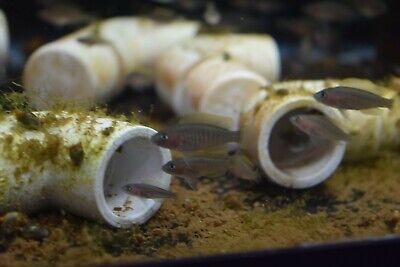 10 pack Neolamprologus Multifasciatus aquarium breed shell dwelling cichlids