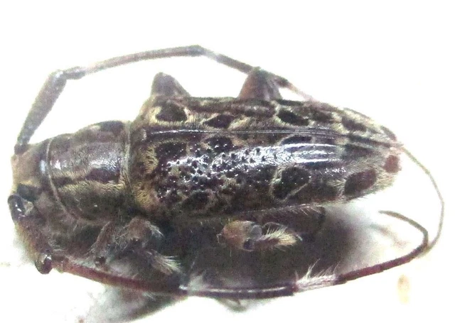 N013 PA : Cerambycidae: Cacia species? 9mm *****************************