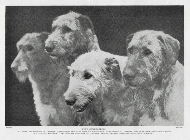 Scottish Deerhound - 1934 Vintage Dog Art "Photo" Print - MATTED
