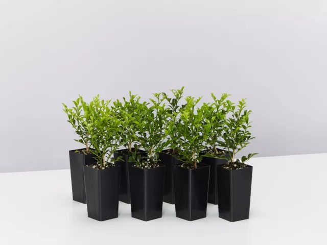 Murraya Min-a-Min Dwarf Hedging Pack