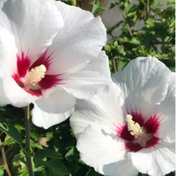 Luna WHITE HARDY HIBISCUS  25  Seeds