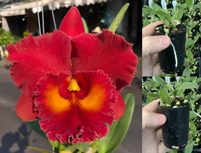 RON Cattleya Orchid Rlc. Siam Red MERICLONE 50mm Pot Size