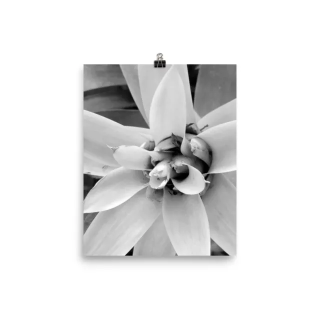 Black and white billbergia flower poster