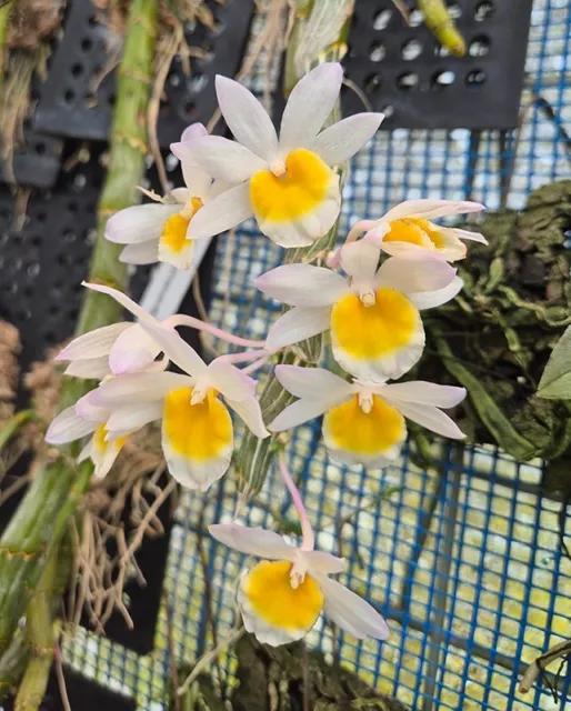 Orchid Orchidee Dendrobium crepidatum  (K4)