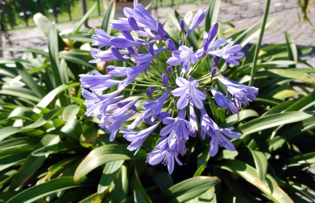 SAMEN die Schmucklilie Agapanthus praecox blue bringt Urlaubslaune in Ihr Zuhaus