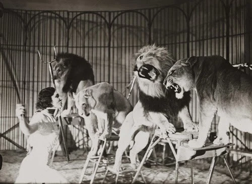 Antique Circus Lions Cage Photo 1207 Oddleys Strange & Bizarre