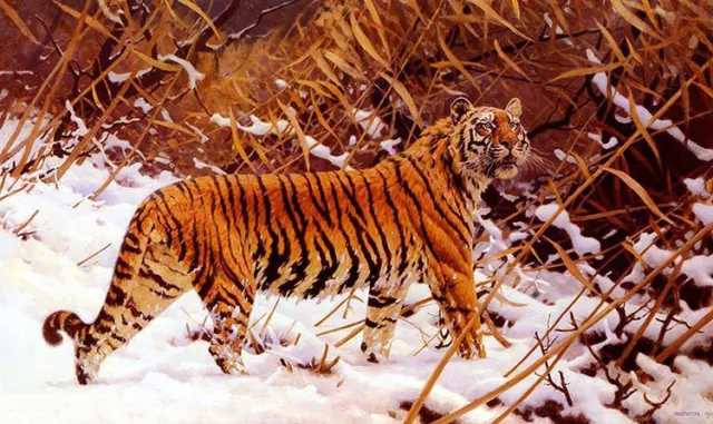 Oil painting hugo ungewitter - siberian tiger in a snowy landscape no framed art