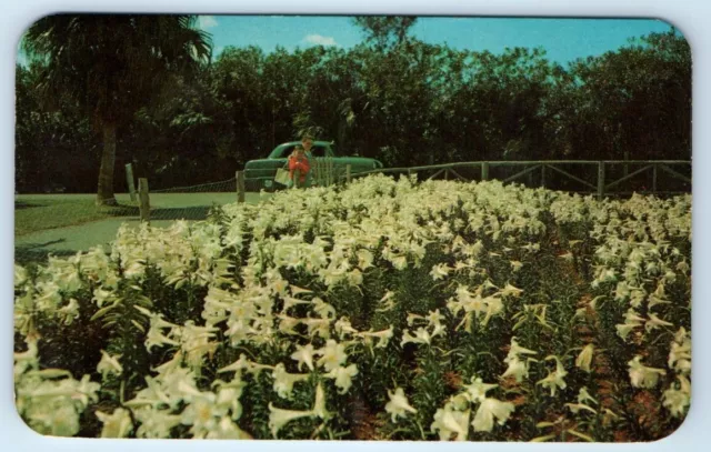 BERMUDA EASTER LILY Field Botanical Gardens 1964 Postcard $7.98 - PicClick