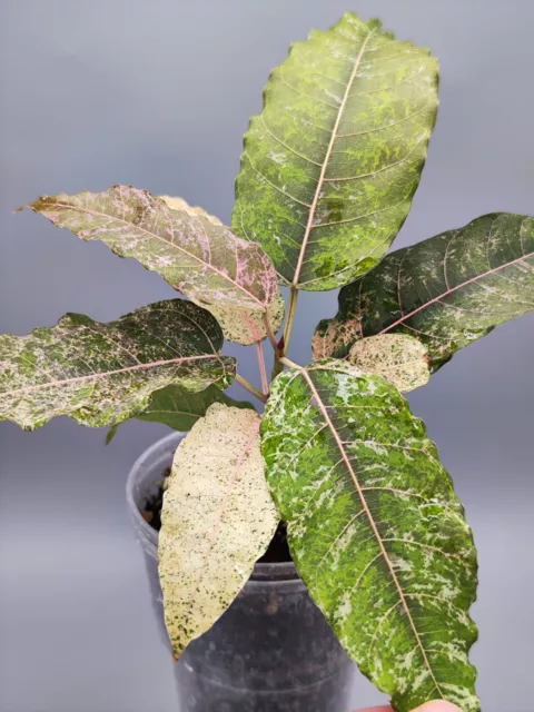 Ficus Altissima "New Clone", variegata