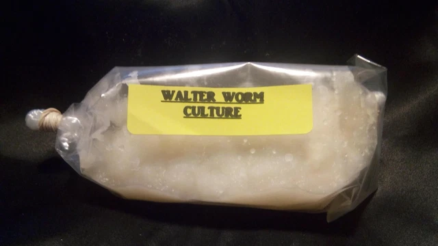 2 OZ EACH MICROWORM - WALTER WORM - VINEGAR EEL CULTURES Fry Food Guppy Betta 3