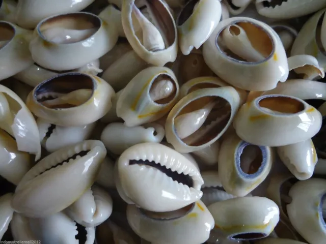 50 x Natural Sea Shell Beads Black & White Cowry Cowrie Back Cut 13-17mm (S042)