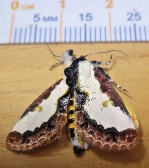 Pearly Wood-Nymph Moth Eudryas unio Noctuidae Lepidoptera Southeast Texas C137