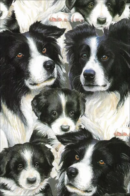 Border Collie Note Cards  ~ by Artist Chrissie Snelling ~ Pack of 2 Cards