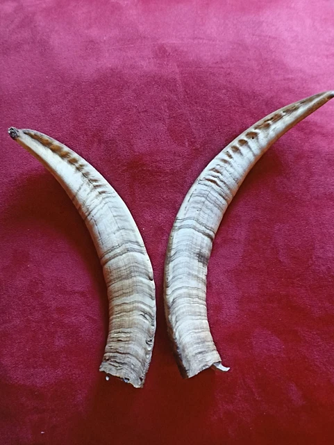Ancienne et Véritable paire de cornes de chèvre "Ardéchoise"