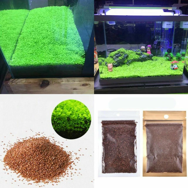 - Pianta per acquario semi acquario erba in primo piano pianta semplice D