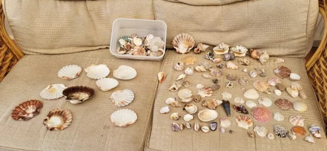 Sea Shells Huge Mixed Collection Bundle Tiger Cowrie Conch Scallops 1.5kg Crafts