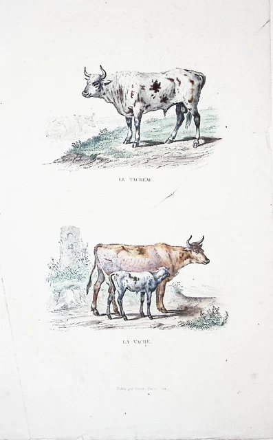 Lithographie Colorise Ma L Main  Tire De Buffon 1834 La Vache Et Le Taureau