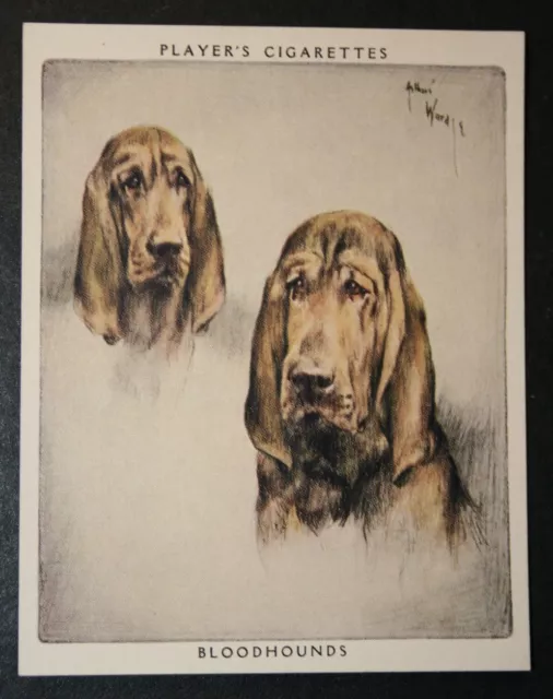 BLOODHOUND   Vintage 1955 Illustrated Dog Card  VC25M