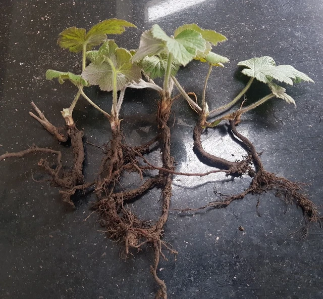 5 X WHITE Japanese Anemone Perennial Small Bare Roots Plants £10.00 ...