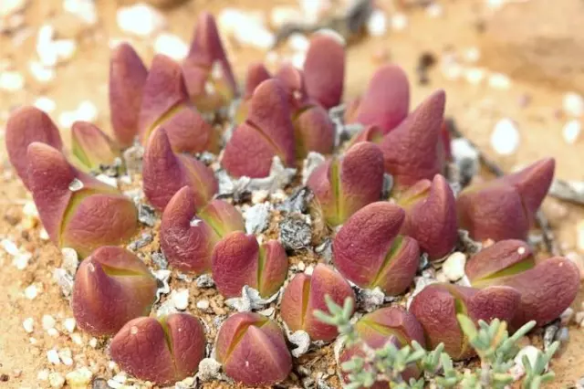 Gibbaeum gibbosum SB640 exotic succulent rare living rocks mesembs seed 20 SEEDS