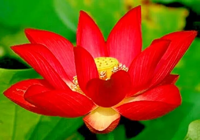 5 FIRE RED LOTUS SEEDS  - Nelumbo Nucifera