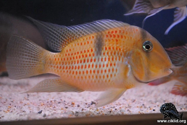 guianacara sphenozona - tank bred babies Suriname red spot cichlid