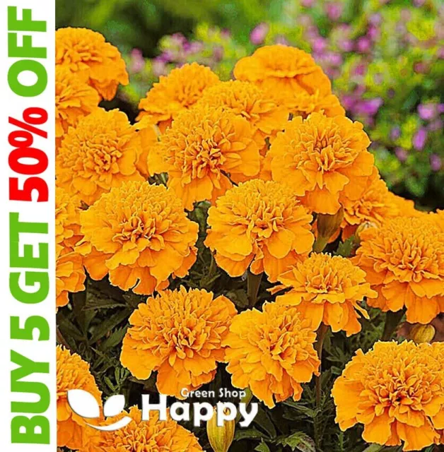 FRENCH MARIGOLD - PETITE ORANGE - 350 seeds - Tagetes Patula nana ANNUAL FLOWER