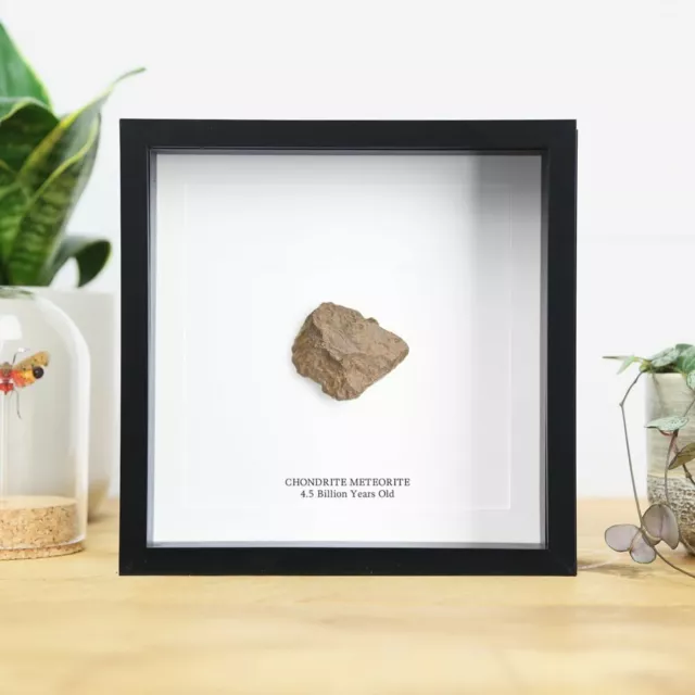 Chondrite Meteorite Frame - Natural History / Fossil Authentic Meteor / Space