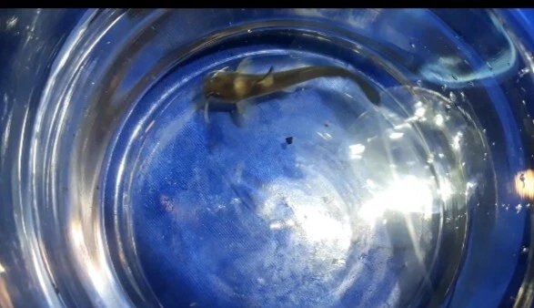 3-5" CATFISH LIVE Fish GUARANTEE ALIVE