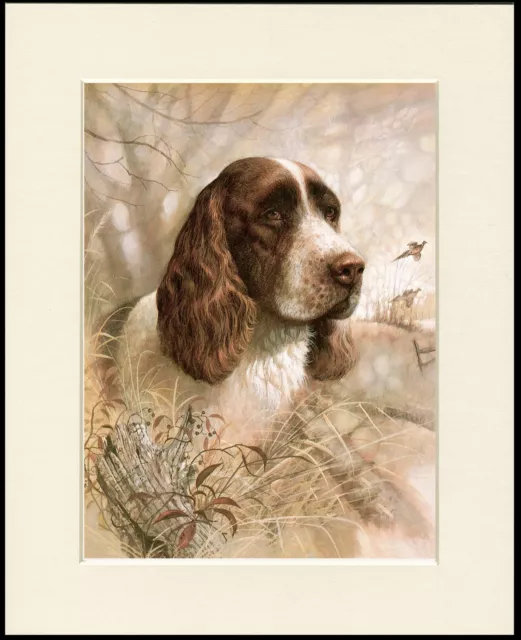 English Springer Spaniel Great Dog Head Study Print Mounted Ready To Frame