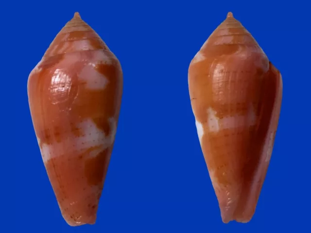 Conidae, Conus corallinus, Olango, Philippines, 21.9mm, INTENSE COLORS