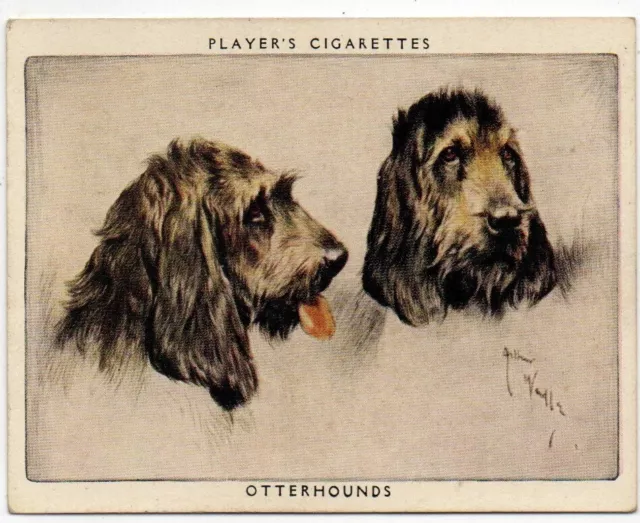 ORIGINAL PLAYERS CIGARETTE CARD DOGS (HEADS) BY WARDLE 1939  No.9 OTTERHOUNDS