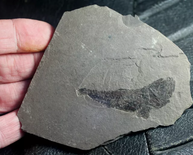 Serranus budensis -  Beautiful, perfectly preserved Oligocene fossil fish