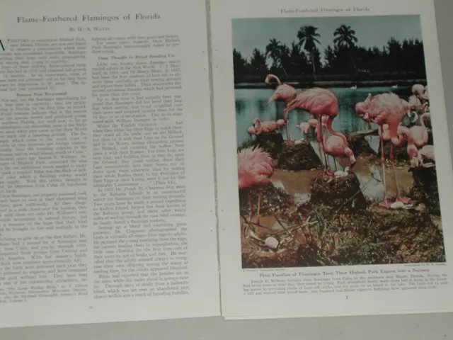 1941 FLAMINGOS of FLORIDA magazine article, Breeding etc, color photos