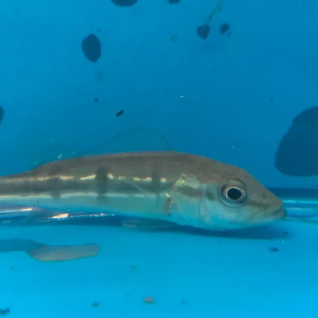 Pinima peacock bass 2.25-2.5" in length rare tropical fish