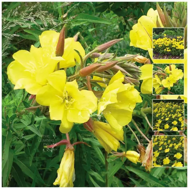 PRIMROSE Of the Evening x150 Seeds. Aromatic medicinal flower herb variety