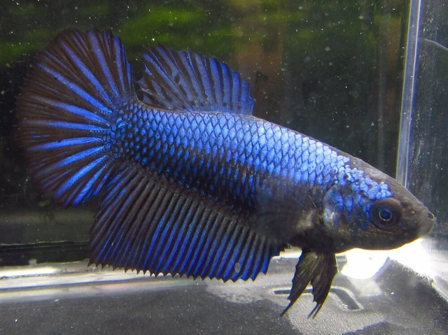 Assorted Color Halfmoon Female Bettas LIVE FISH Read Description
