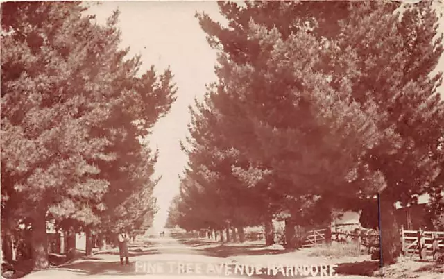 HAHNDORF, SOUTH AUSTRALIA ~ PINE TREE AVENUE, HOMES ~ REAL PHOTO PC used c. 1904