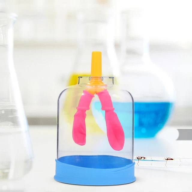 Mobestech 5-Piece Lung Breathing Model Kit - Transparent Anatomy Demo For Science Teaching - View #12